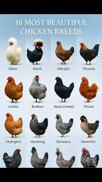 chickens.jfif
